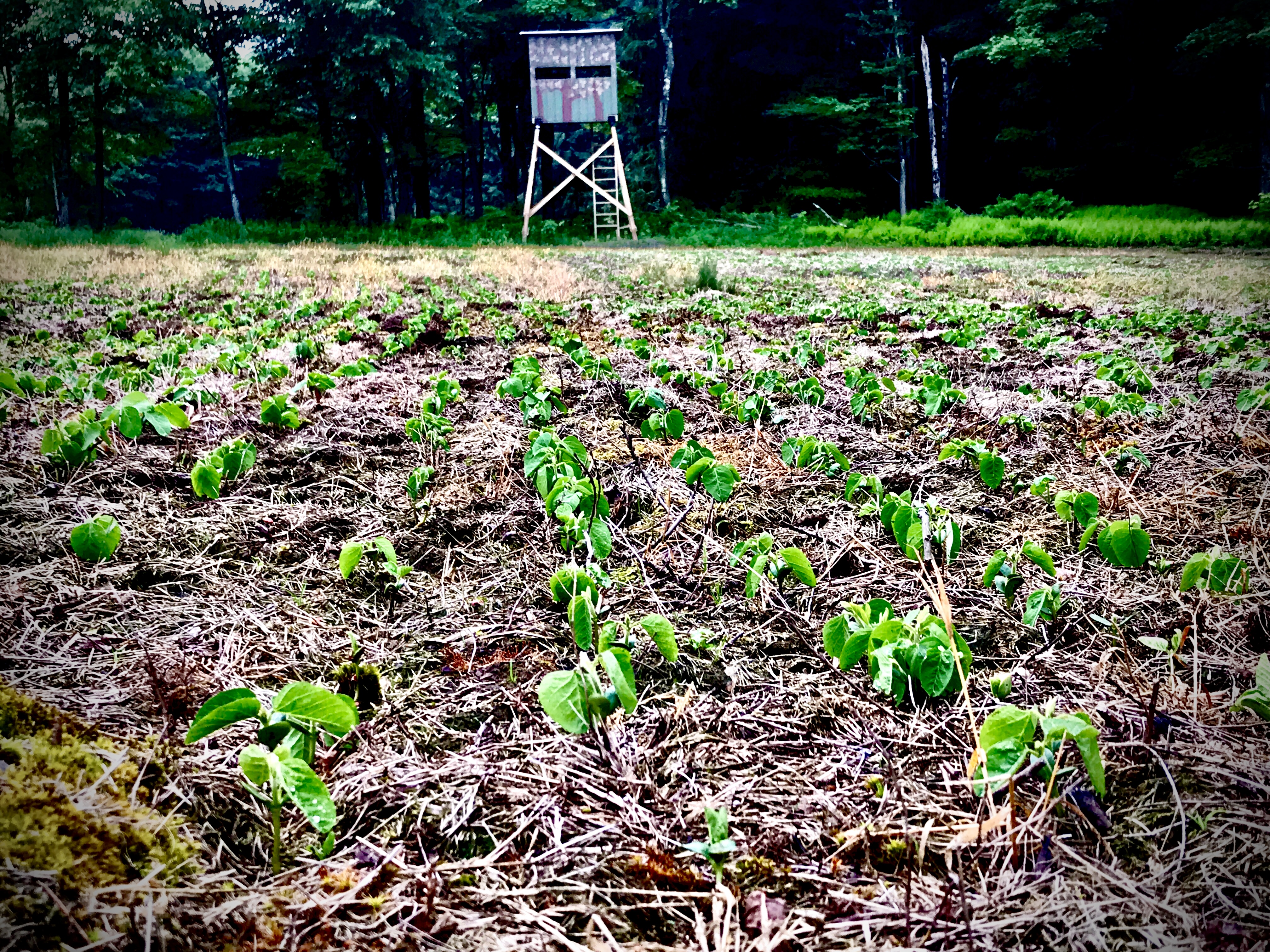 Food Plots